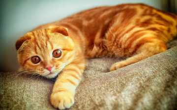 оранжевый кот, милые домашние животные