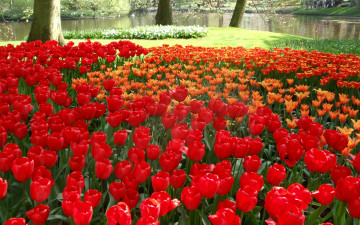 Фото бесплатно луг, парк, вода, красные тюльпаны
