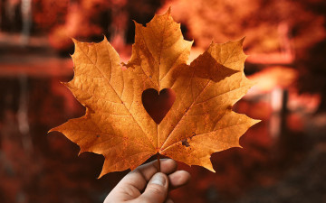 минимализм, сухой лист, вырезанное сердце, осень, аппликация, 4К обои, minimalism, dry leaf, cut out heart, autumn, applique, 4K wallpaper