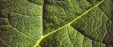 лист, макро, зеленый, линии, leaf, macro, green, lines