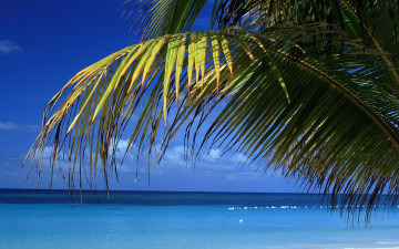 море, небо, горизонт, ветки пальмы, отдых, Sea, sky, horizon, branches of a palm tree, rest