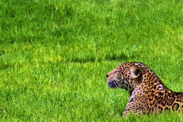 Ягуар в зеленой траве, большая кошка, дикие животные