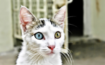 Фото бесплатно кошка, гетерохромия, морда