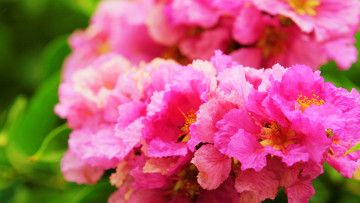 Фото бесплатно розовые цветы, близко, цветы