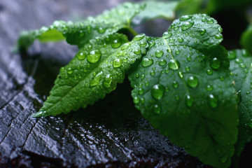 зеленые листья, растение, капли, макро, дождь, обои, Green leaves, plant, drops, macro, rain, wallpaper