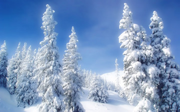 ели в снегу, зимний пейзаж, лес, природа, голубое небо, winter landscape, forest, nature, blue sky, pines in the snow