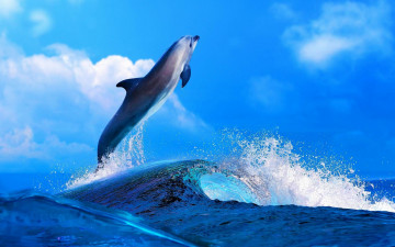 1920х1200 hd full дельфин выпрыгивает из моря