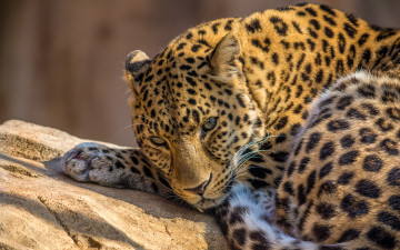 ягуар, дикое животное, Jaguar, wild animal