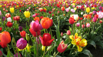 поле тюльпанов, разноцветные, весна, очень красивые обои, Field of tulips, colorful, spring, very beautiful wallpaper