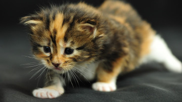 Фото бесплатно котенок, полосатый, очень маленький