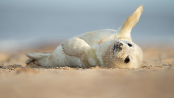 морской котик, белый, лежащий на песке, морские животные, 3840х2160 4к обои