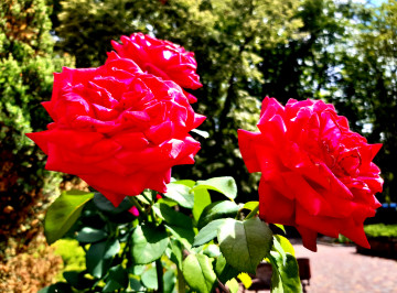 4к обои алые розы на клумбе