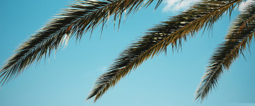ветви пальмы, тропики, голубое лето, природа