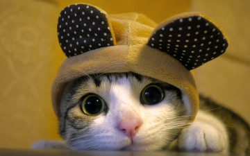 котенок в шапке с ушками