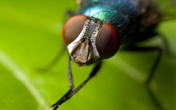 муха, зеленый лист, глаза, лапки, насекомое, макро, обои, Fly, green leaf, eyes, paws, insect, macro, wallpaper