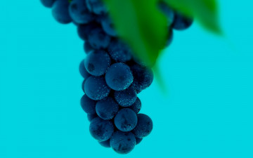 фрукт, виноград, синий, винный, урожай, еда, голубой фон