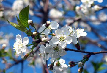 4К обои, ветка цветущей вишни, весна, цветы, природа