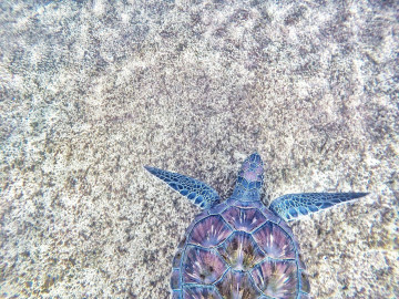 море, прозрачное дно, черепаха, животное, морская черепаха