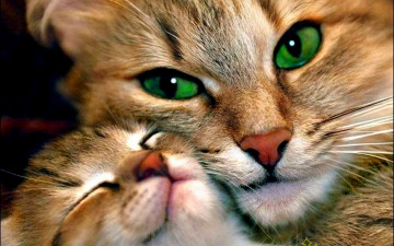 кошка и котенок, кошачья любовь, домашние животные, cat and kitten, cat love, pets