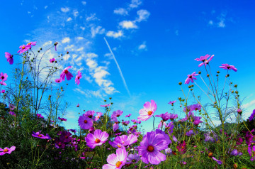 Летняя цветочная поляна