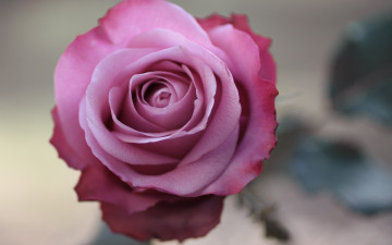 Фото бесплатно лиловая роза, макро, цветок, бутон