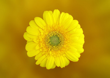Фото бесплатно лепесток, цветения, желтый цветок, желтый фон, минимализм