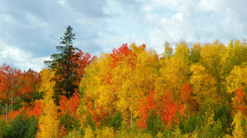 2560х1440 разноцветные деревья осенью, голубое небо