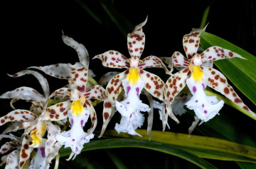 пятнистые орхидеи, цветы