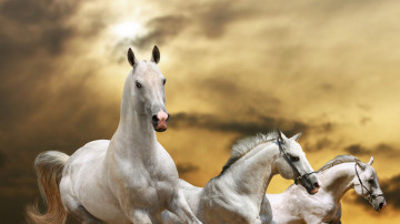 кони, лошади, белые, скакуны, небо, бег, животные, 3840х2160, 4к