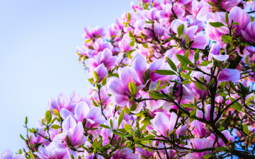 магнолия, розовая, дерево, цветы, весна, природа, растение, 2880х1800, magnolia, pink, tree, flowers, spring, nature, plant