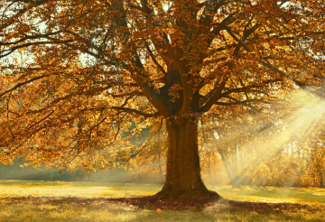 Фото бесплатно природа, солнечные лучи, осень, роскошное дерево