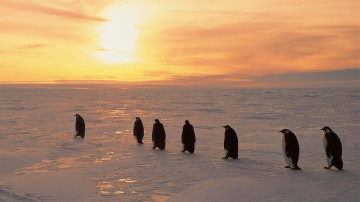 пингвины, птицы, рассвет, зима, север, край света, горизонт, солнце, снег, мороз, 3840х2160