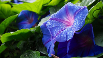 3840х2160, 4К синие цветы ипомеи в росе, крученый паныч