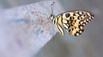 papilio demoleus, макро, бабочка