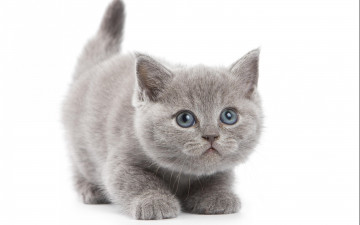 серый котенок домашние животные