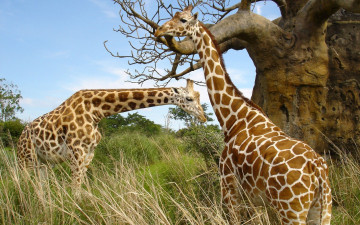 жирафы, дерево, растения, смешные животные, фото, обои, Giraffes, tree, plants, funny animals, photo, wallpaper