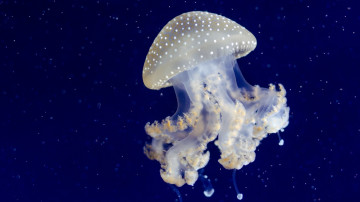 floating bell jellyfish, плавающий колокол медуз, подводный мир, морская бездна