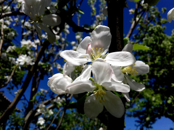 цветущая яблоня - весна пришла, 3260х2440 4к обои скачать