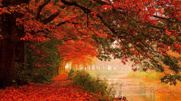 природа, яркие краски осени, деревья, аллея, парк, дождь, nature, bright colors of autumn, trees, alley, park, rain, प्रकृति, पतझड़ के चमकीले रंग, पेड़, गली, पार्क, बारिश