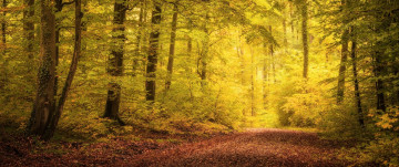Фото бесплатно лес, лиственный, осень, природа
