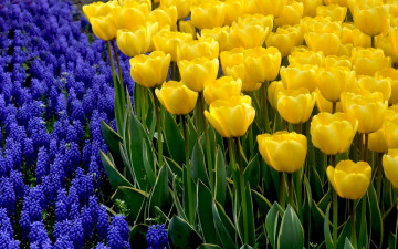 весна, тюльпаны, желтые цветы, красивые обои на рабочий стол, spring, tulips, yellow flowers, beautiful wallpapers on your desktop
