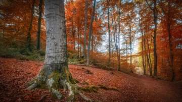 Фото бесплатно пейзажи, лес, опавшие листья