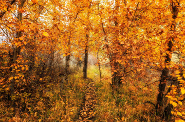Фото бесплатно осень, тропинка, дорога в лесу, листья, лес, природа