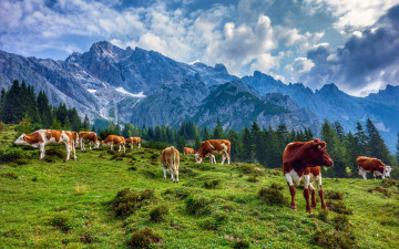 коровы пасутся на поляне между гор