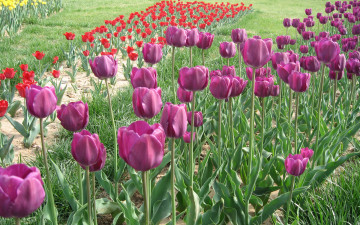 тюльпаны фиолетовые, цветы, purple tulips, flowers
