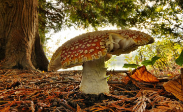 гриб мухомор осенью в лесу макросъемка