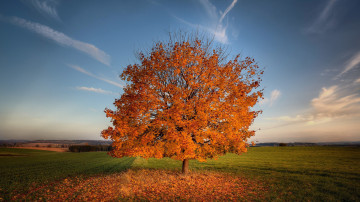 одинокое дерево среди поля, осень, небо, листья, природа