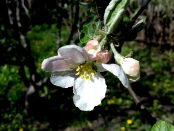 весна, цветок яблоки, веточка, макро, природа, широкоформатные обои, Spring, flowers apples, twig, macro, nature, widescreen wallpaper
