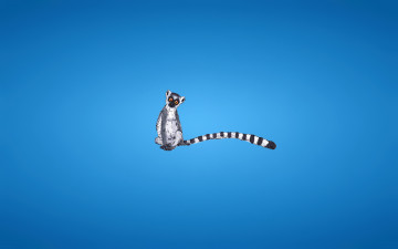лемур, полосатый хвост, минимализм, голубой фон, Lemur, striped tail, minimalism, blue background