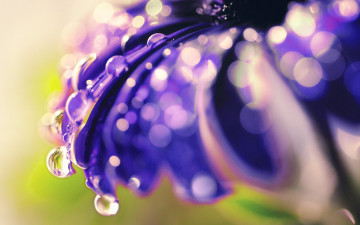 Фото бесплатно обои фиолетовый цветок, роса, макро